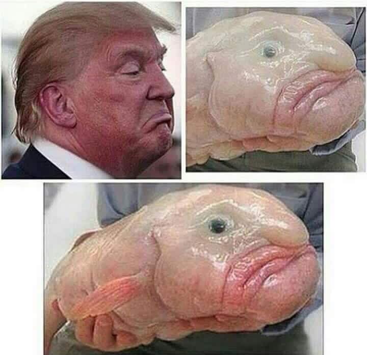Donald Trump and a blob fish are look a likes.